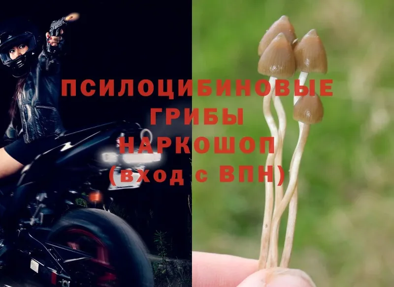 mega ССЫЛКА  Аркадак  Псилоцибиновые грибы MAGIC MUSHROOMS 